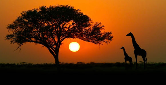 Africa