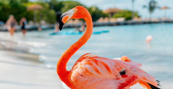 Aruba