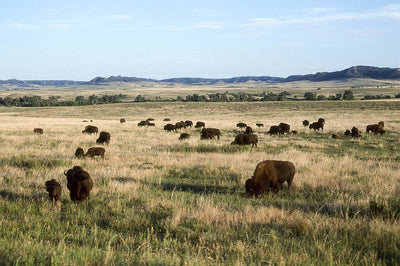 NEBRASKA