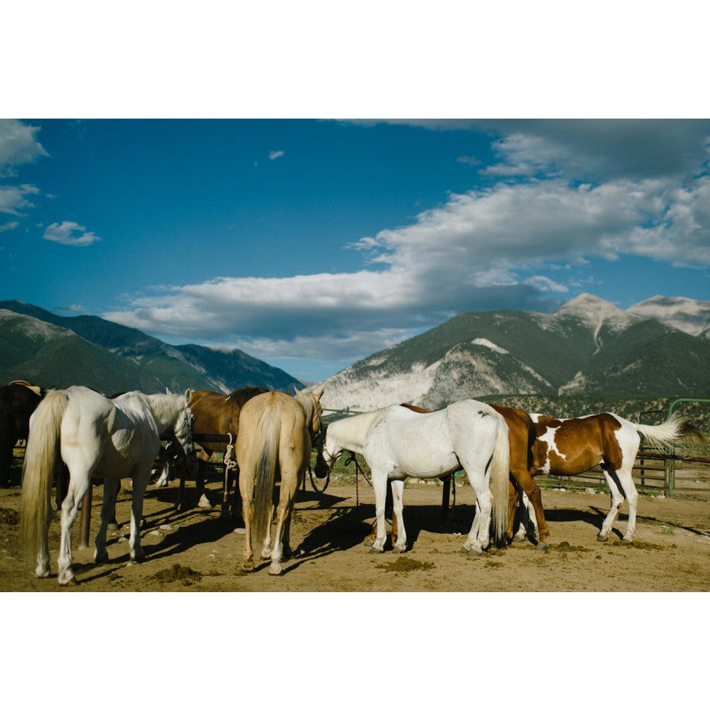 Horseback Trail Ride Adventure