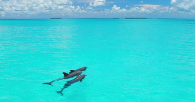 Key West Tour & Dolphin Watch Snorkel